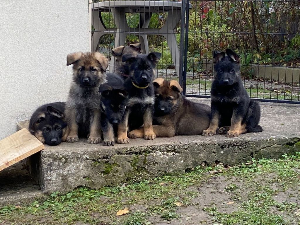 chiot Berger Allemand Du Domaine De Lyra