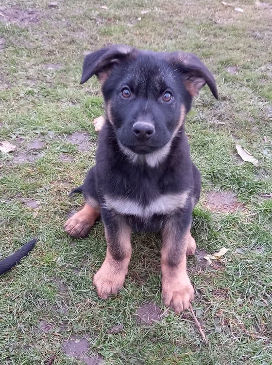 Du Domaine De Lyra - Chiots disponibles - Berger Allemand